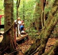 Mary Cairncross Scenic Reserve - VIC Tourism