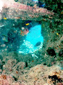 Michaelmas Cay Dive Site - VIC Tourism 0