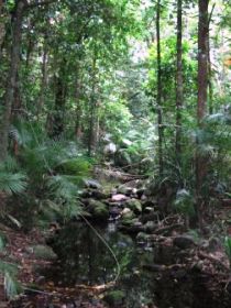 Mossman Gorge Rainforest Circuit Track, Daintree National Park - VIC Tourism 0