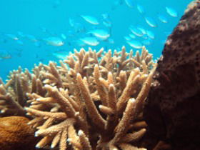 Normanby Reef - VIC Tourism 0