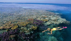 Split Bommie Dive Site - VIC Tourism 0