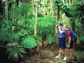 Mount Sorrow Ridge Trail, Daintree National Park - VIC Tourism 0