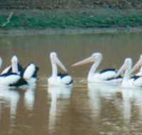 Pelican Point - VIC Tourism