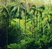 Fern Tree Pool and Giant's Chair Circuit - VIC Tourism