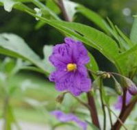 Alpha Native Flower Garden - VIC Tourism