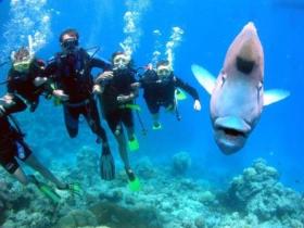 Gotham City Dive Site - VIC Tourism 0