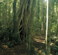 Mount Bithongabel - VIC Tourism