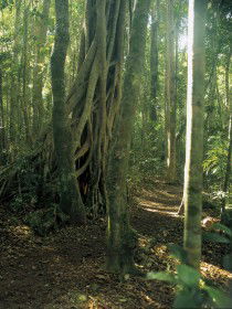 Mount Bithongabel - VIC Tourism 0