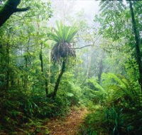 Lamington National Park Green Mountains Section - VIC Tourism
