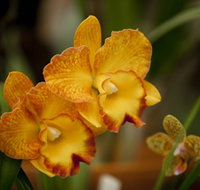 Queens Park - Orchid House - VIC Tourism