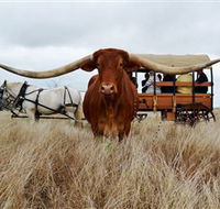Texas Longhorn Wagon Tours and Safaris - VIC Tourism