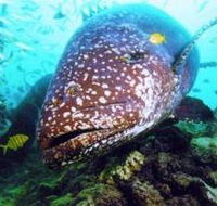 Lady Musgrave Island Dive Sites - VIC Tourism