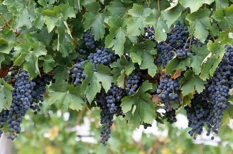 South Burnett Wine Trail - VIC Tourism 0