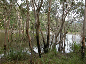Mount Rooper Circuit And Swamp Bay Track - VIC Tourism 0