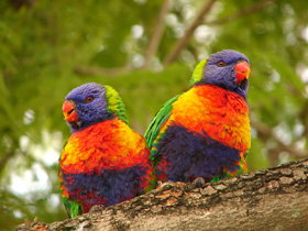 Middlemount QLD VIC Tourism