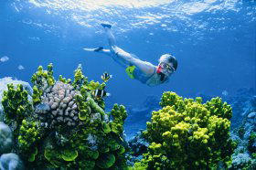 Wheeler Reef Dive Site - VIC Tourism 0