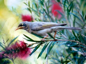 Windorah QLD VIC Tourism