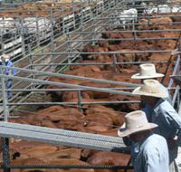 Dalrymple Sales Yards - Cattle Sales - VIC Tourism