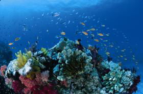 Cherubs Cave Dive Site - VIC Tourism 0