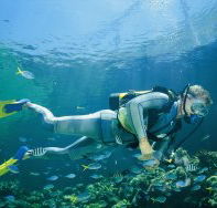 Manta Ray Bommie Dive Site - VIC Tourism