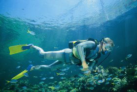 Manta Ray Bommie Dive Site - VIC Tourism 0