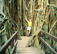 Curtain Fig Tree - VIC Tourism