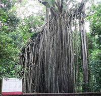 Curtain Fig National Park - VIC Tourism