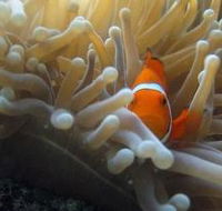 Flat Rock Dive Site - VIC Tourism