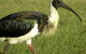 Toowoomba Bicentennial Waterbird Habitat - thumb 0