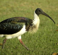 Toowoomba Bicentennial Waterbird Habitat - VIC Tourism