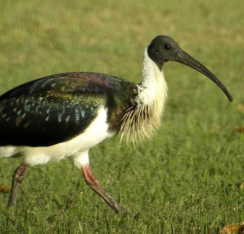 Toowoomba Bicentennial Waterbird Habitat - VIC Tourism 0