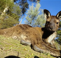 Ballarat Wildlife Park - VIC Tourism