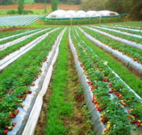 Kookaberry Strawberry Farm - VIC Tourism