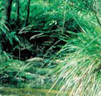 Lerderderg State Park - VIC Tourism