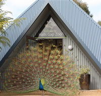 Halls Gap Zoo - VIC Tourism