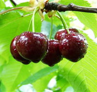 Red Hill Cherry Farm - VIC Tourism