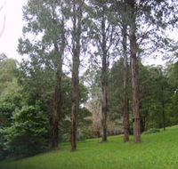 Mount Dandenong Arboretum - VIC Tourism