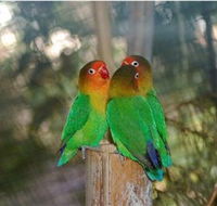Ballarat Bird World - VIC Tourism
