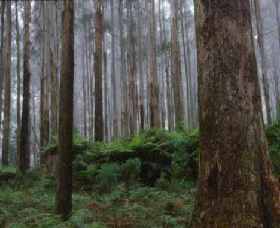 Kinglake VIC VIC Tourism