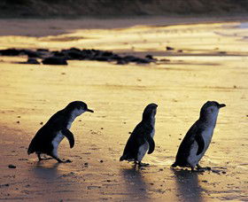 Ventnor VIC VIC Tourism