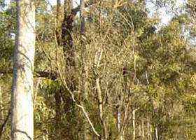 Warby-Ovens National Park - VIC Tourism 0