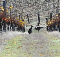 Blue Pyrenees Estate - VIC Tourism