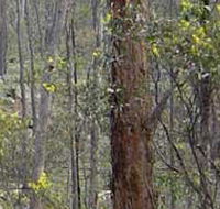 Heathcote-Graytown National Park - VIC Tourism