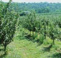 Pettys Orchard - VIC Tourism