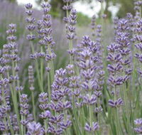 Warratina Lavender Farm - VIC Tourism