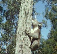 Creswick Regional Park - VIC Tourism