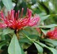 Alfred National Park - VIC Tourism
