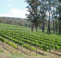 Piedmont Vineyard - VIC Tourism