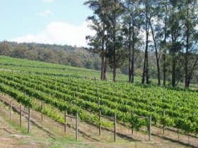 Piedmont Vineyard - VIC Tourism 0