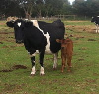 Animal Land Children's Farm - VIC Tourism